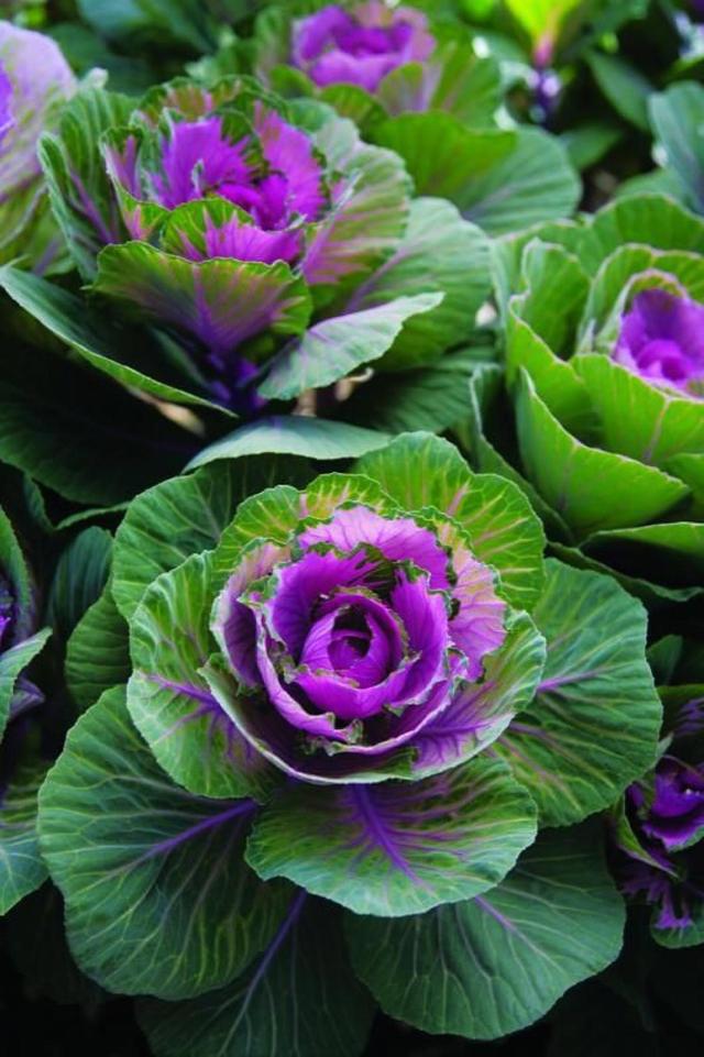 蔬菜|果实|五彩椒_新浪新闻