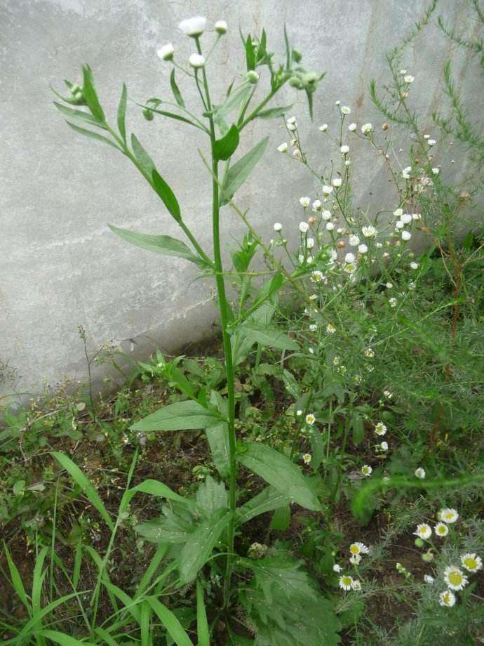 不过呢,白酒草它的茎叶是有一些细小的毛的,而且头顶白色的花絮也挺不