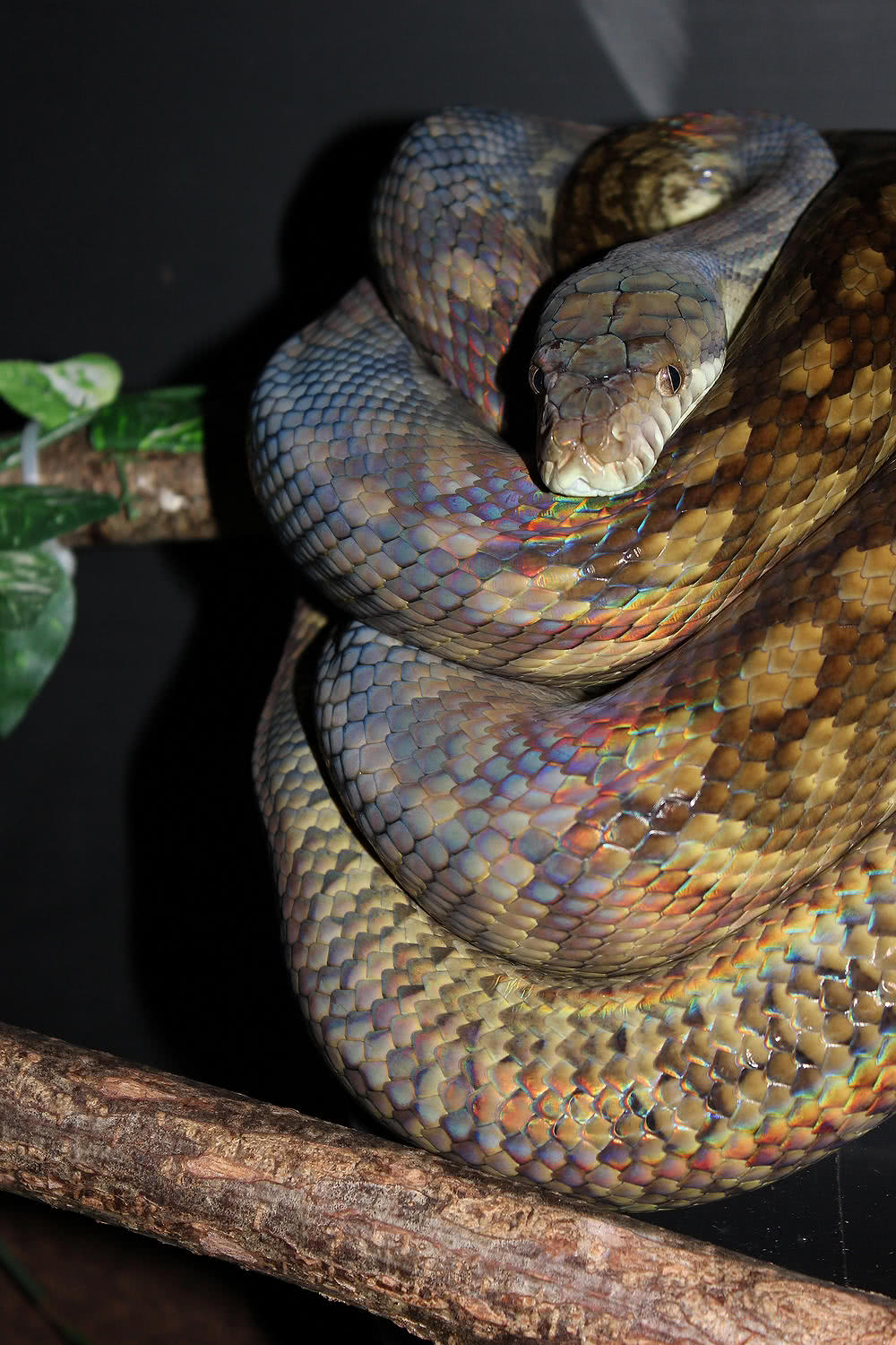 泰迪浑身臭粘液,4米巨蟒却累成狗:看啥,没见过蛇吞熊?