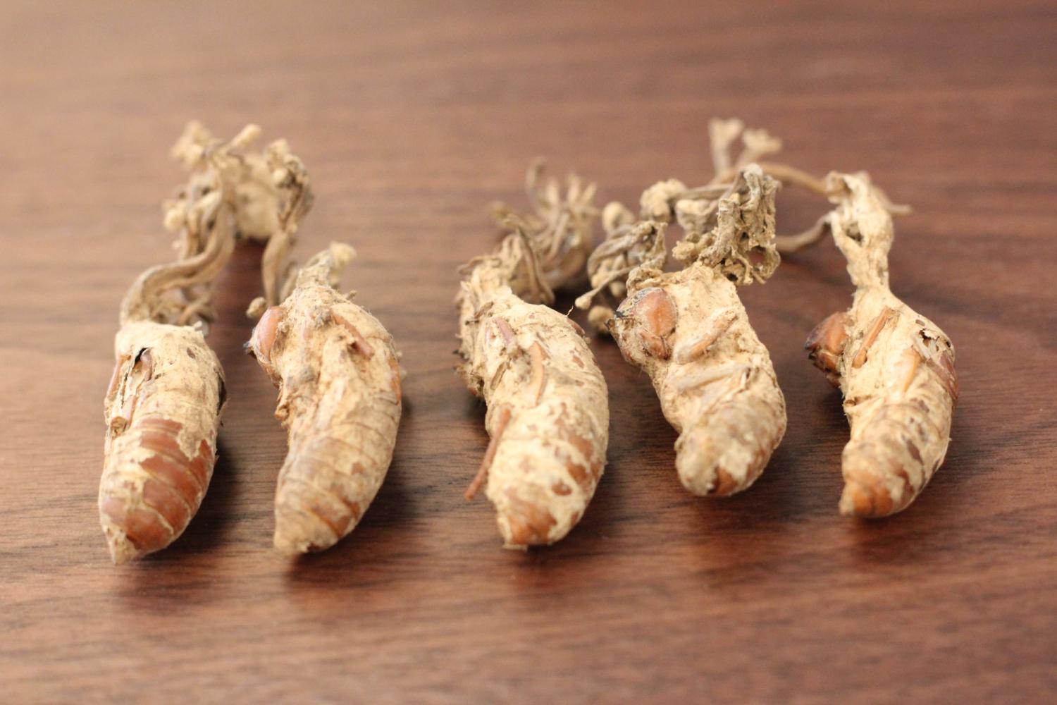 当然在4-5月份的时候则是竹参采收的季节,很多人都