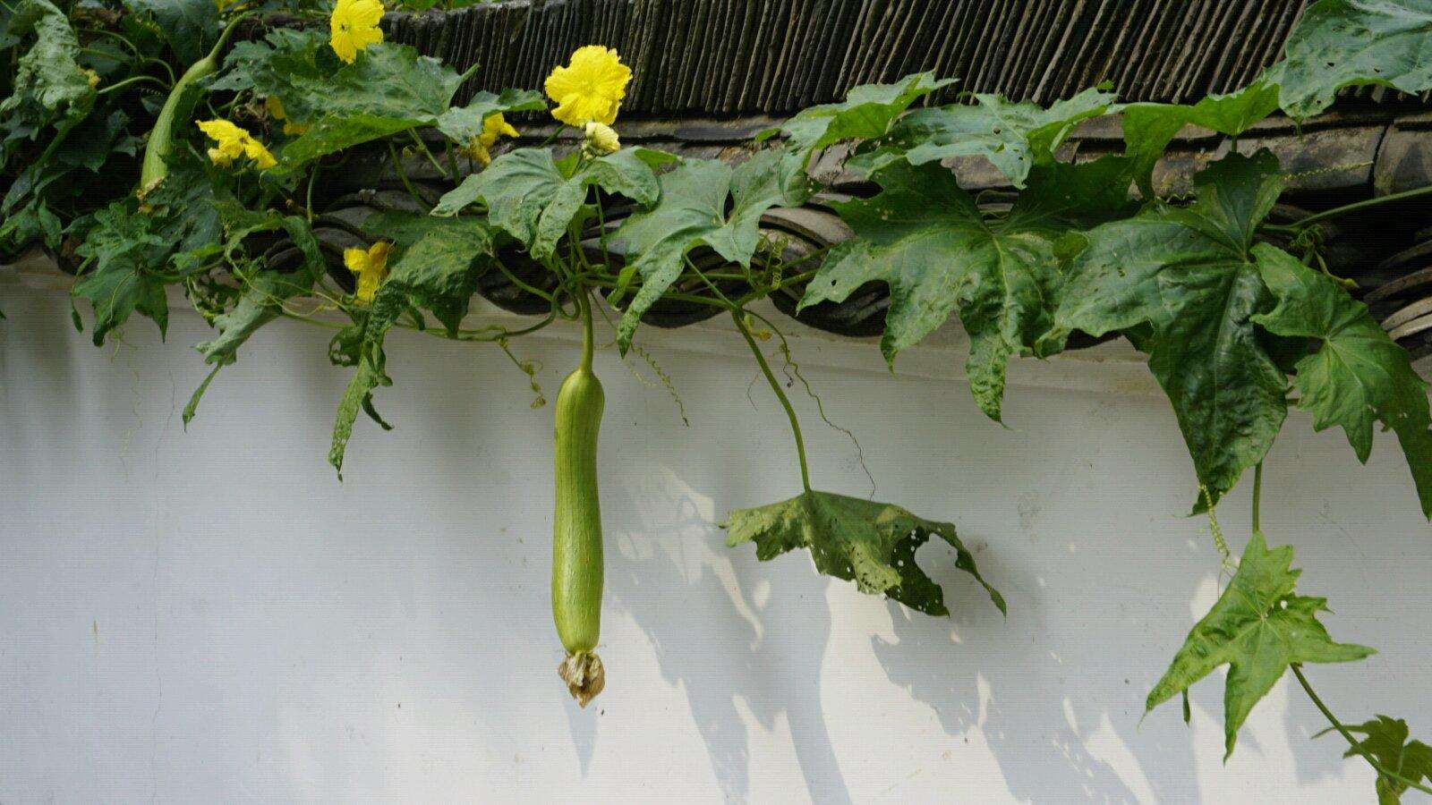 丝瓜不但能吃,丝瓜藤还可以治疗鼻窦炎