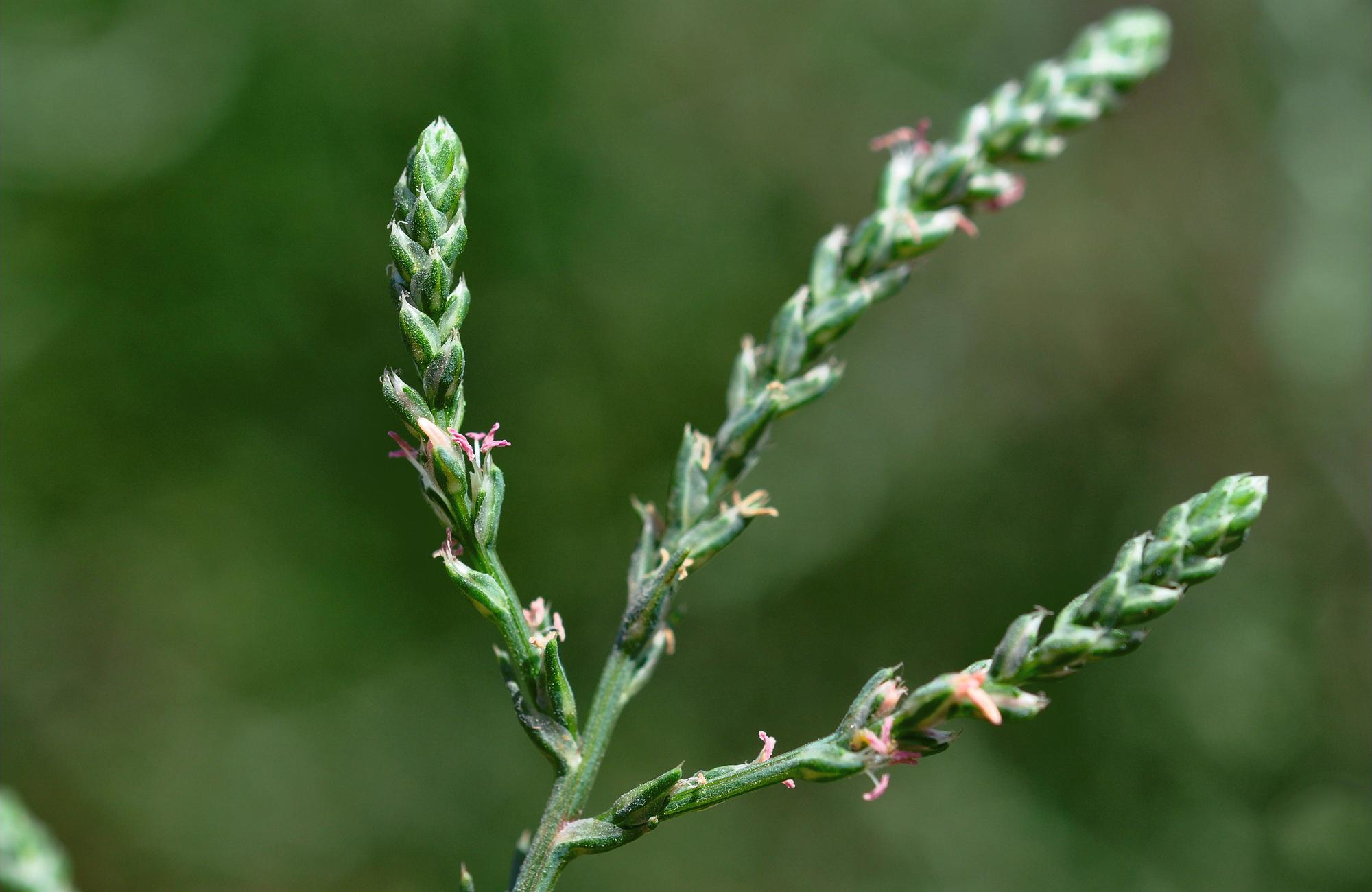 下面笔者就分享农村里一种扎人的野草,很多人都很讨厌它,但殊不知它的