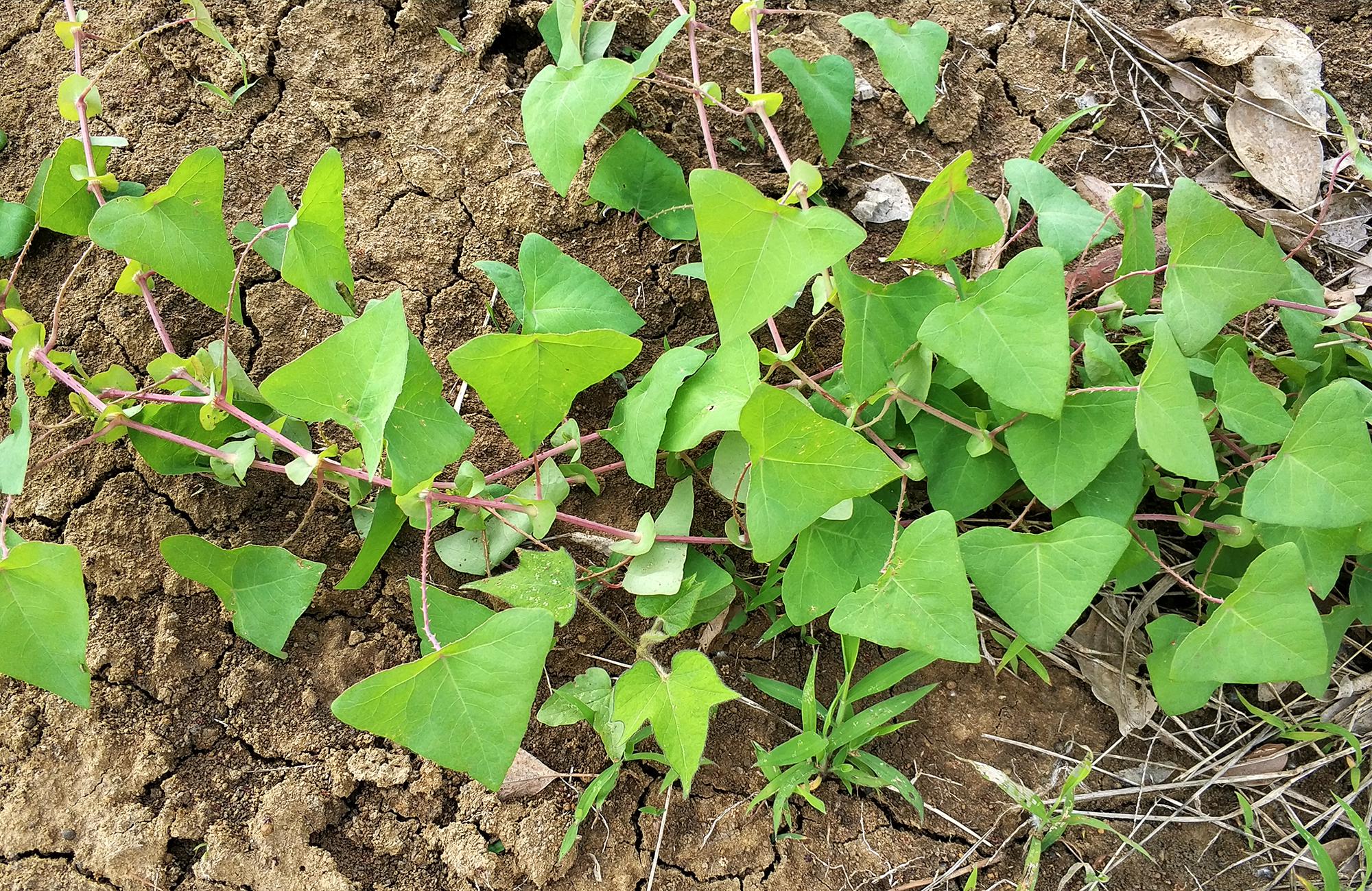 河边这种带刺的野草,过去农村娃当糖吃,如今8元一斤成稀罕货
