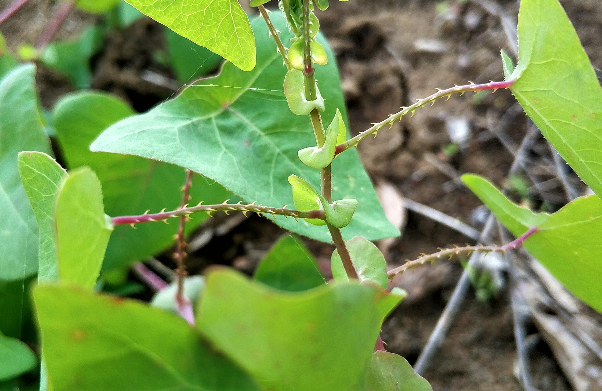 河边这种带刺的野草,过去农村娃当糖吃,如今8元一斤成稀罕货