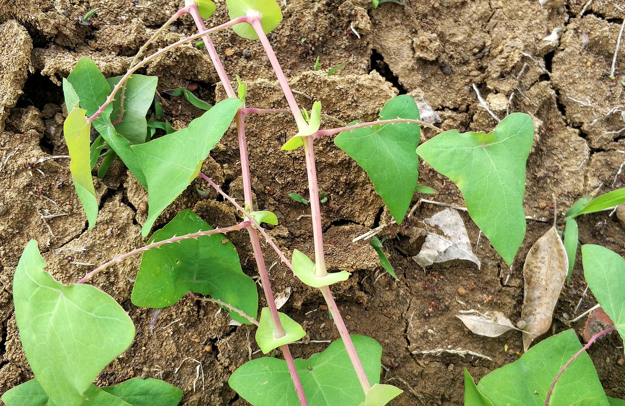 河边这种带刺的野草,过去农村娃当糖吃,如今8元一斤成稀罕货