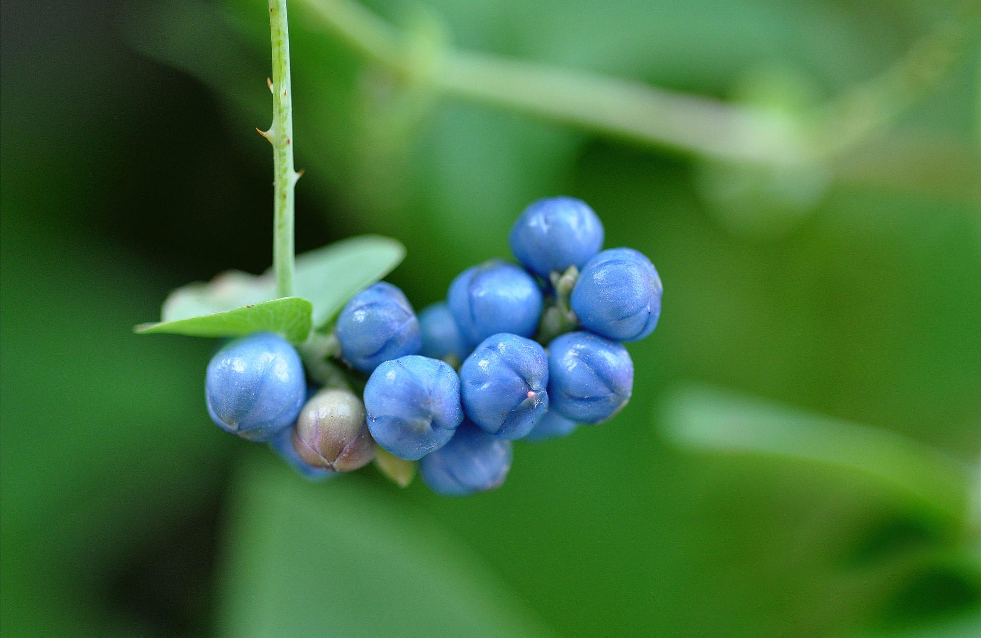 河边这种带刺的野草,过去农村娃当糖吃,如今8元一斤成稀罕货