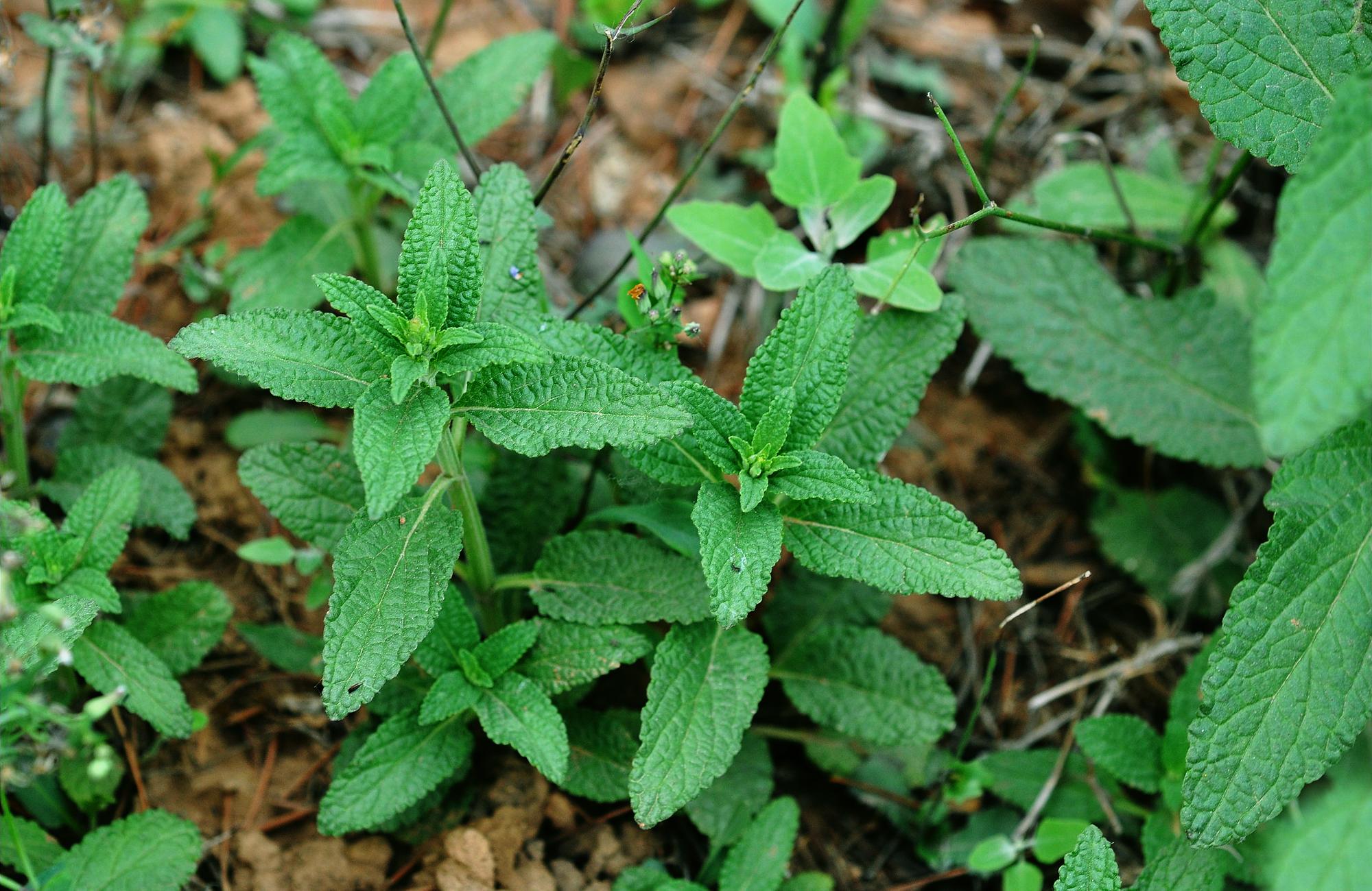 这种野草满身"疙瘩",见到记得摘,城里8元一斤,泡水可除脚气__财经头条