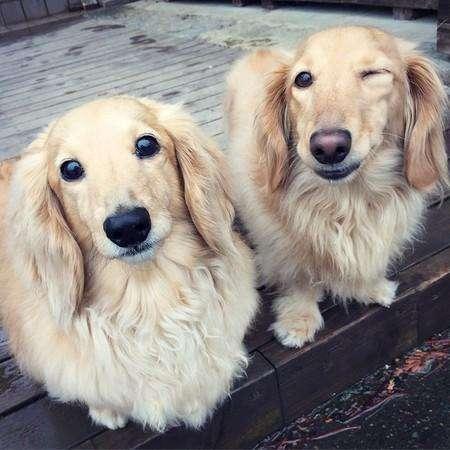 长毛腊肠犬产自于德国,它短小精悍,可是个捕鼠专家!