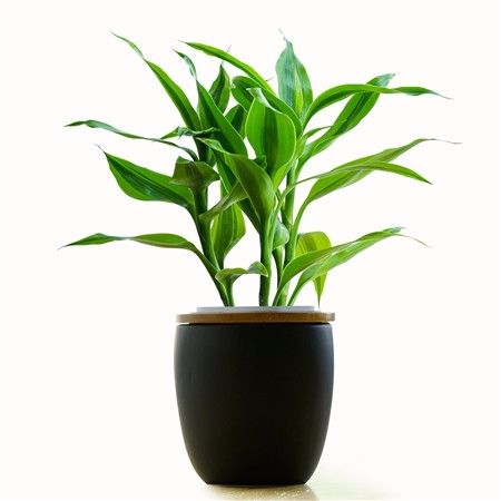 几种植物养在厕所,去除异味清新空气,快养一盆吧!