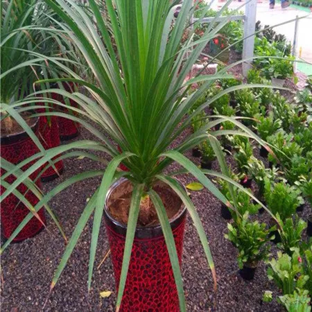 龙血兰的养殖方法及注意事项