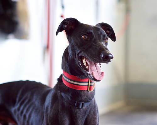 家养格力犬:格力犬吃什么长肌肉快,格力犬喂什么长肌肉