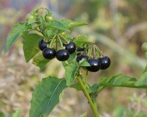 路边一种野草,农民叫它"黑珠子",无人去吃,却有"抗癌"之效|抗癌|龙葵