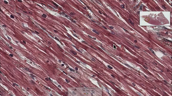 科普 显微镜显微镜下的世界:肌肉 67