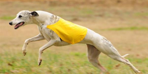 此犬被称为“小灵缇”,是奔跑速度最快的犬种之一,能力不输灵缇|惠比特犬|犬种|奔跑_新浪新闻
