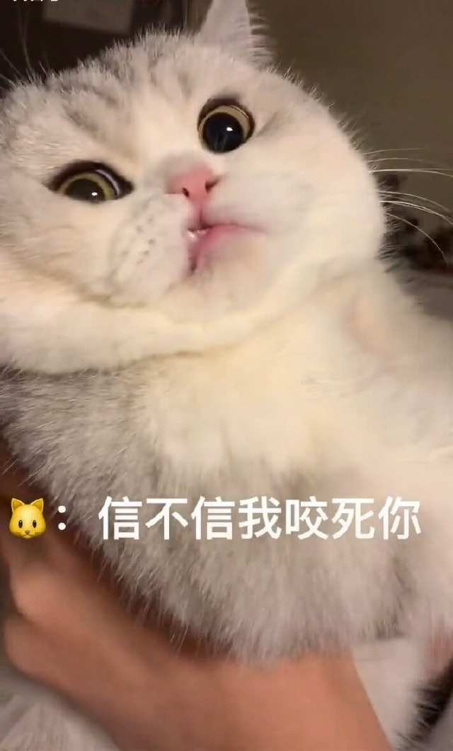 猫咪被男主人亲了一口后,它的表情惊呆众人!网友:大猪蹄子!
