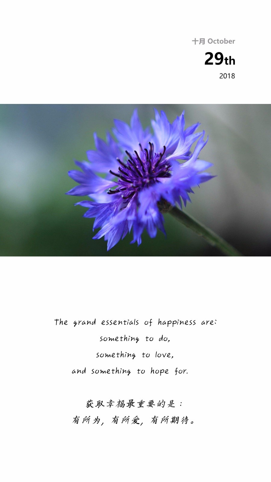 几禾花舍日签丨10月29日 幸福—矢车菊