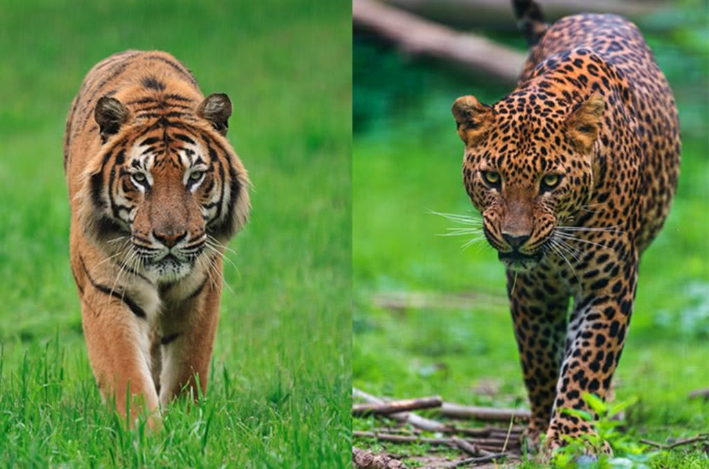豹子和老虎谁更强?花豹惨遭老虎锁喉击杀,体型差距一目了然
