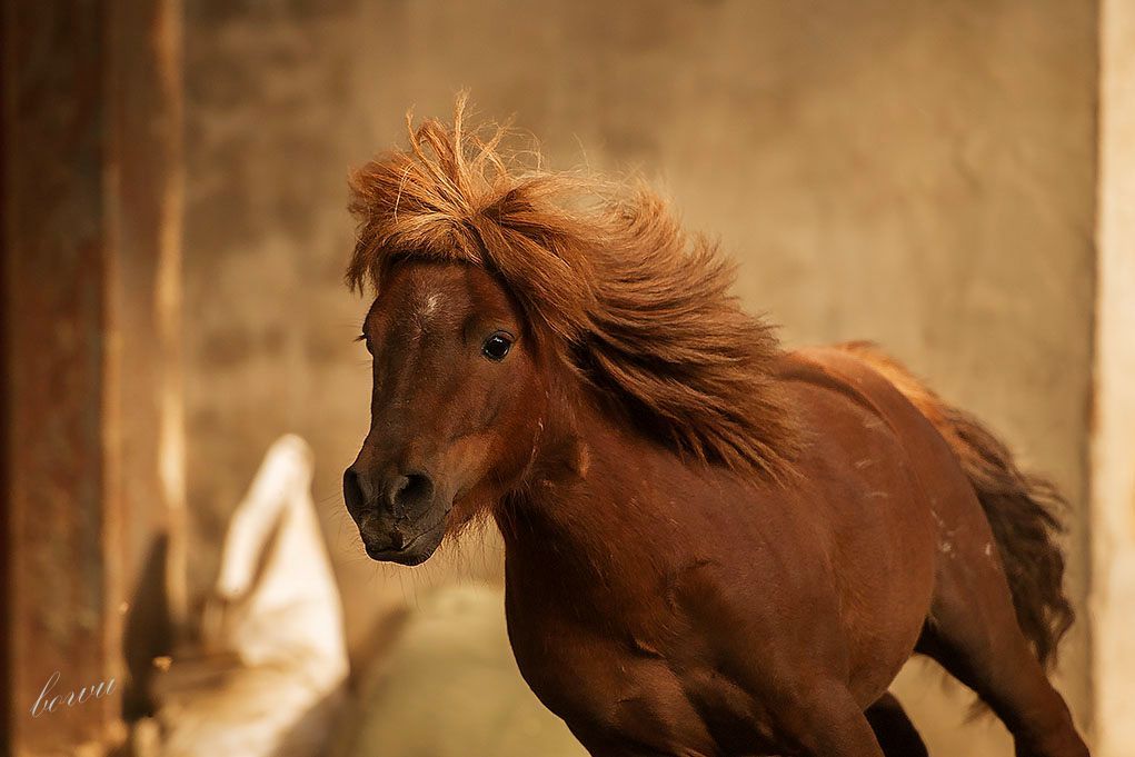 不羡慕长腿马儿高大威猛,我们短脚的矮马也能威风凛凛