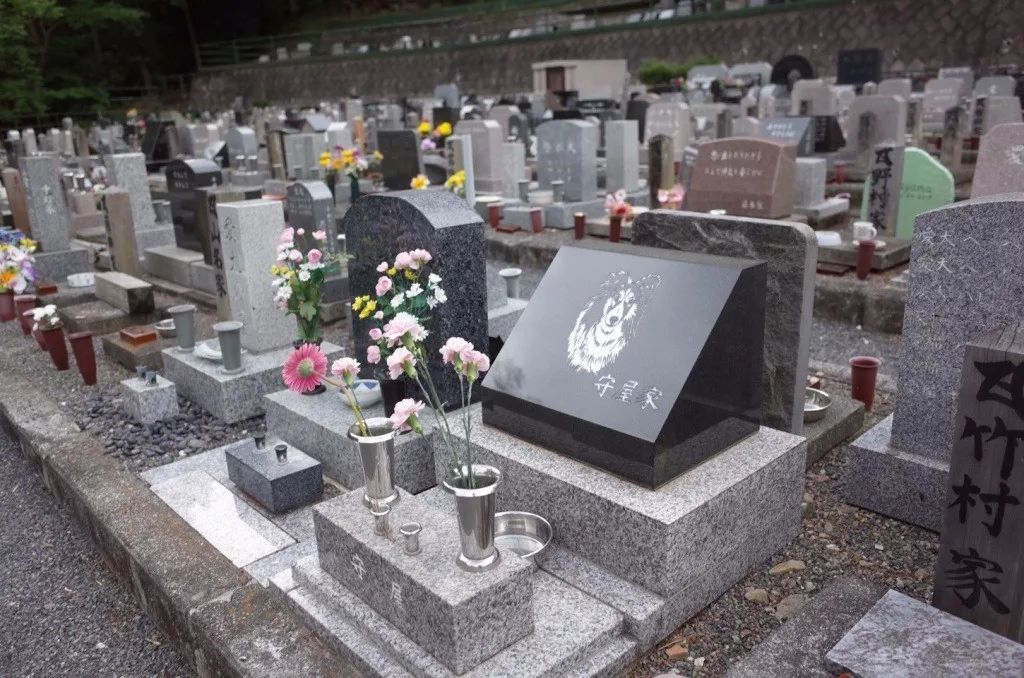 日本犬猫墓地,机器狗葬礼 爱的无数种可能性