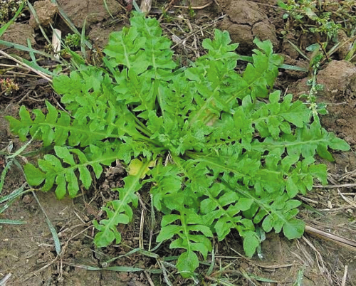 农村一种野菜,过去拿来喂猪,如今常用来包饺子,晒干后可入药|荠菜|包