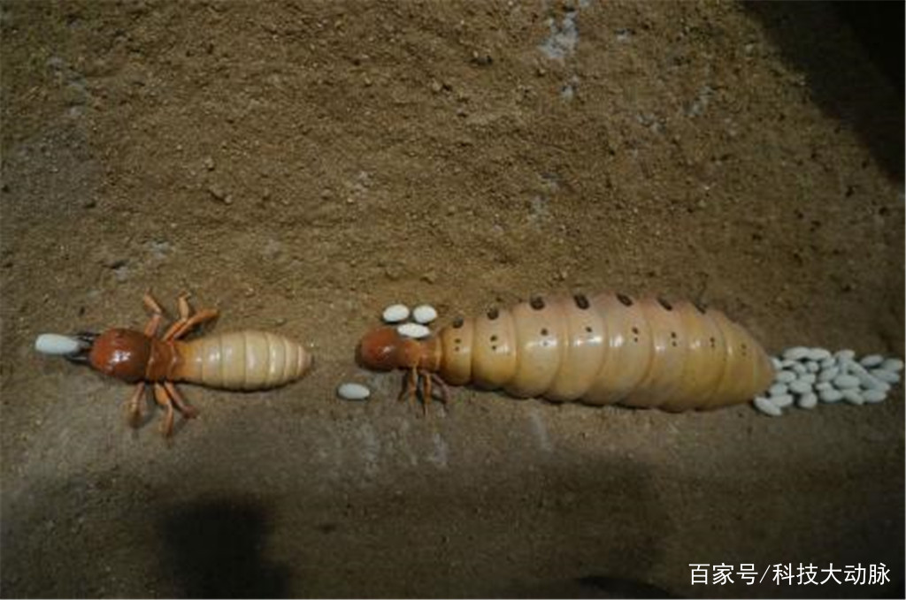 蚁后|蚂蚁|工蚁_新浪新闻