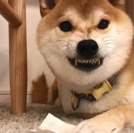 一只翻脸比翻书还快的小柴,看到妈妈笑嘻嘻,爸爸一来,立马翻脸|柴犬