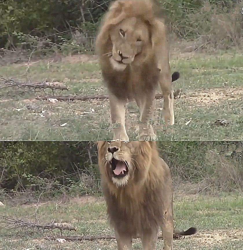 狮子第一次"照镜子",反应让人意外,网友:反差有点大!