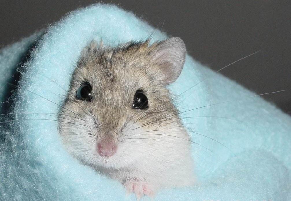 仓鼠冬眠然后就醒不过来了那是你没用对方法