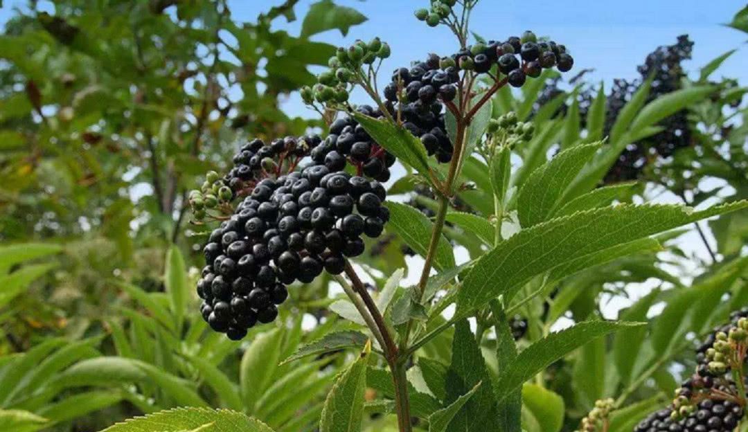 农村一种"臭树",树芯含"黄金",农民说它是种"良药"