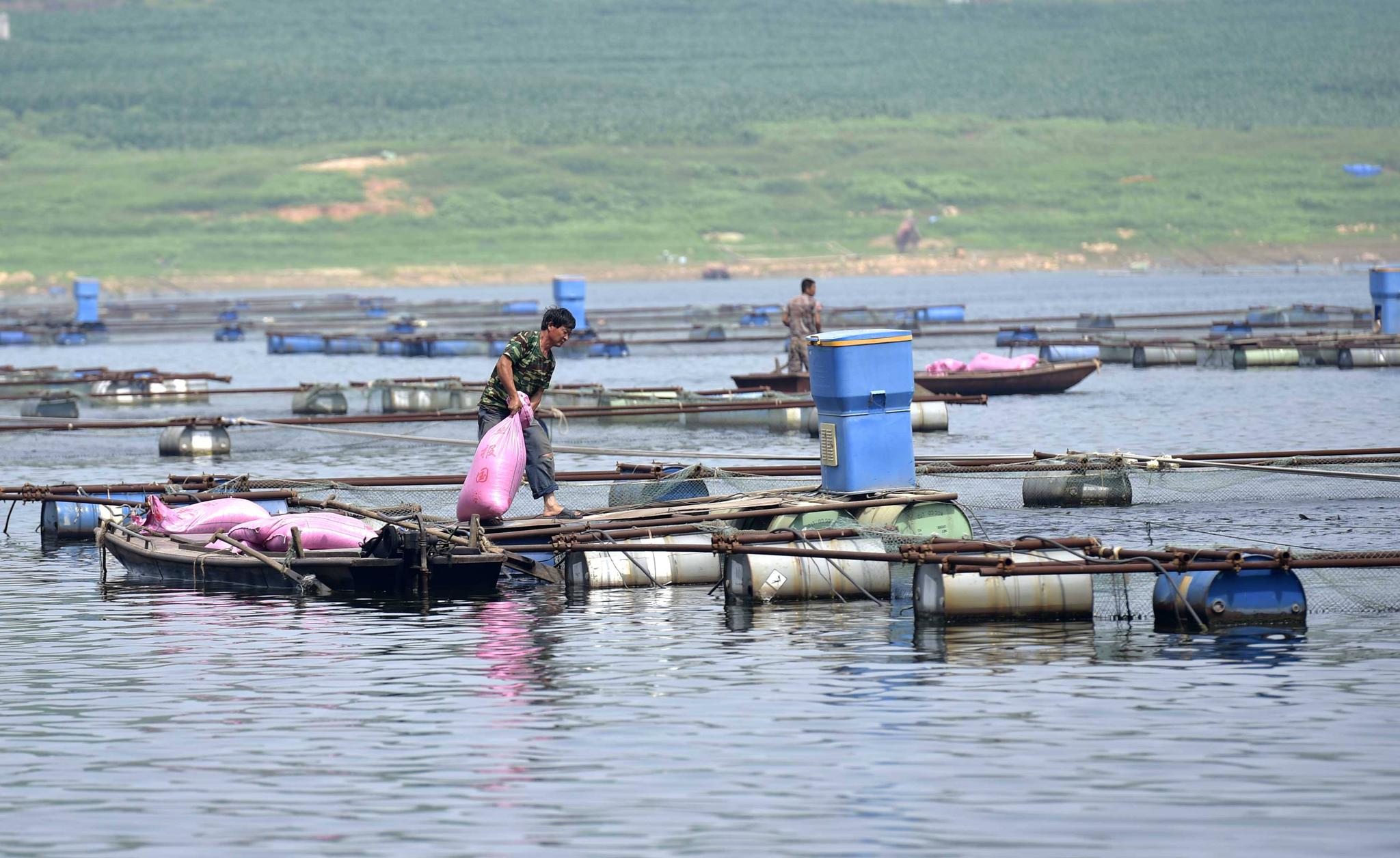 春季养鱼应该注意些什么?你给鱼塘和鱼洗澡了吗?