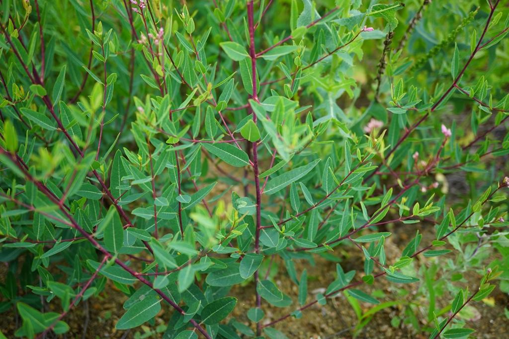 农村一种野草果实像豇豆如今价值很珍贵叶子晒干60元一斤