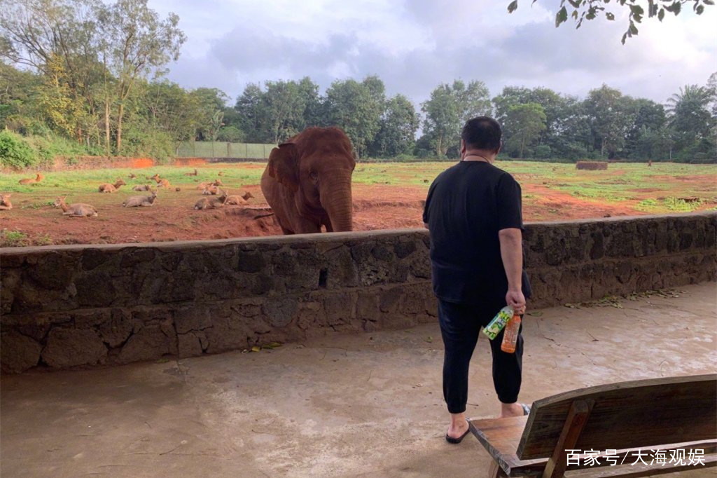 孙越到动物园看望大象,往事历历在目,养大象果真和体型有关