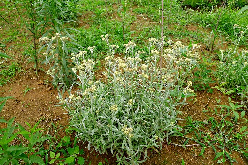 田埂上一草叫"鼠耳草",农民用来养猪,但做糍粑很好吃,还降压