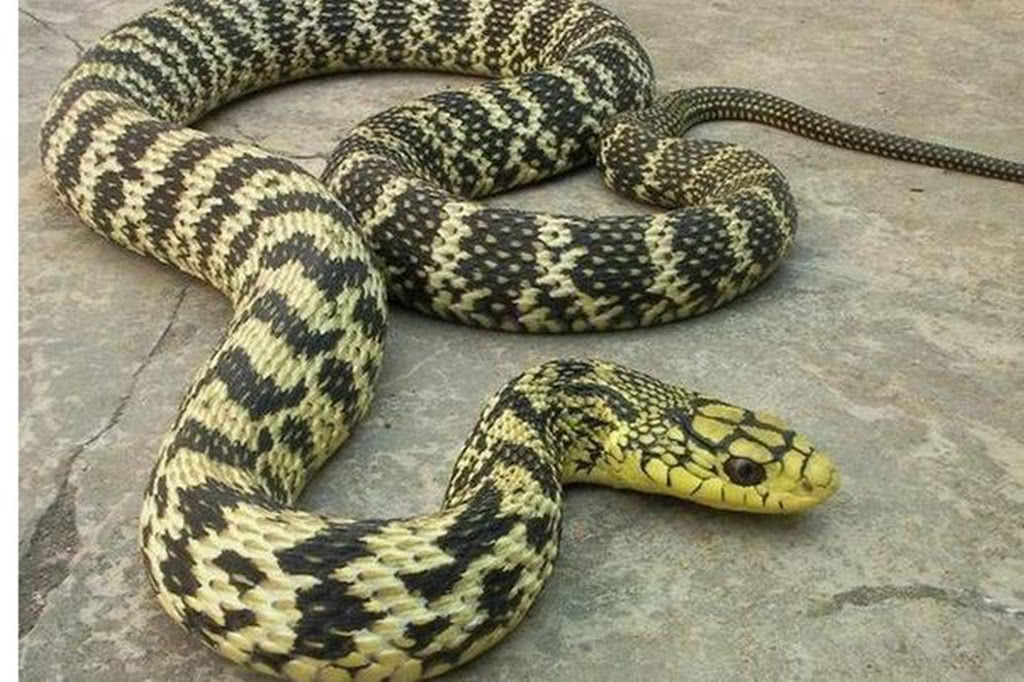 北方大多数畏惧蛇南方却把蛇当做食物竟然和蛇的品种有关