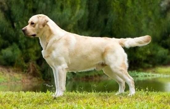 拉布拉多的3个级别很多人都不信自己的是串这次总算看明白了