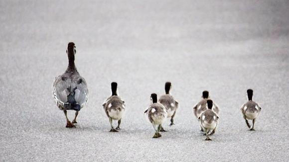 一群可爱的鸭子过马路,突然一阵大风吹来,下一秒笑翻众人!