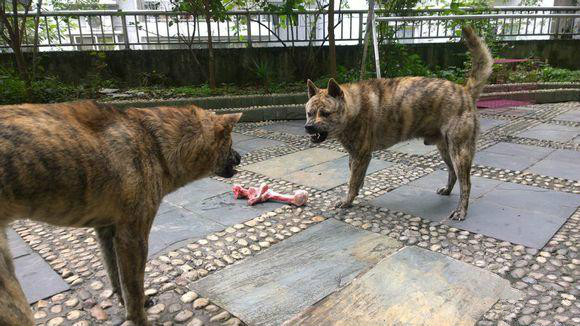 传说"灵犬"是它祖先,隐匿于神秘虎山之中,曾是清朝皇家御用犬