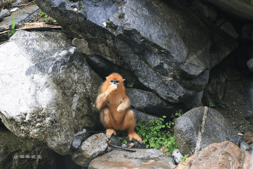 图为常年栖息于此的野生金丝猴金丝猴对生活栖息区有着硬性要求,必须