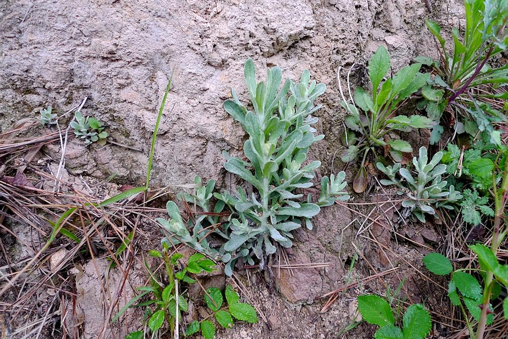 田埂上一草叫"鼠耳草",农民用来养猪,但做糍粑很好吃,还降压