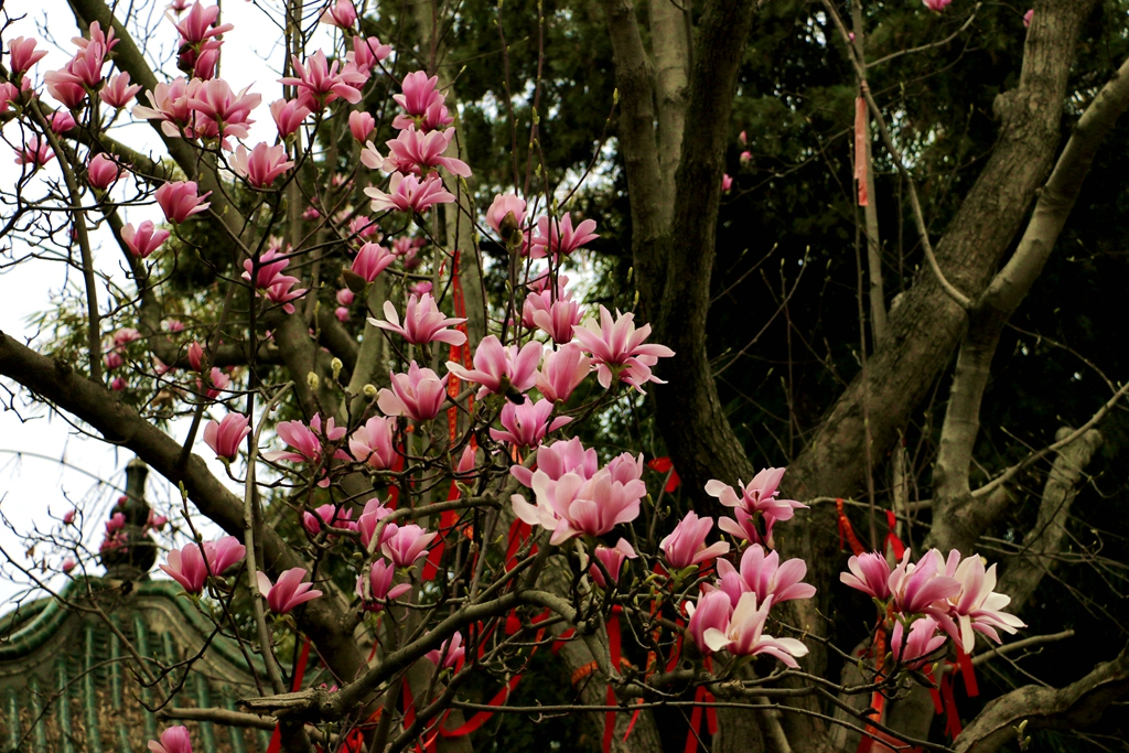 勉县武侯祠旱莲绽放花期很短错过再等一年