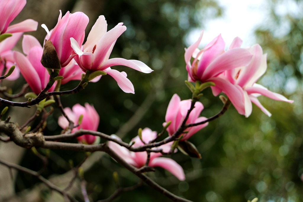 勉县武侯祠旱莲绽放,花期很短,错过再等一年