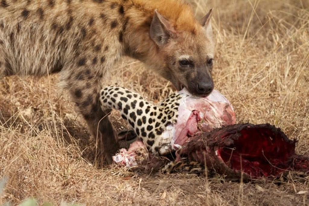 两只豹子大打出手,鬣狗坐在一旁看热闹,战败花豹被分食