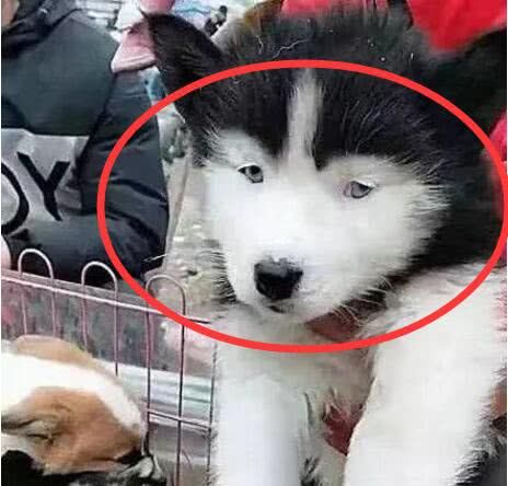 一下子就引起了众多网友的关注,实在是它的一双小眼睛太搞笑了