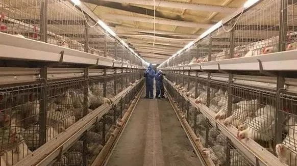 黄羽肉鸡的笼养是不是可以套用白羽肉鸡的模式?|肉鸡|黄羽|活鸡|鸡笼|胴体_新浪新闻