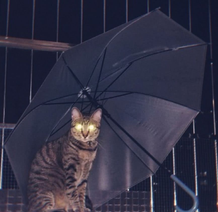 撑伞|小猫咪|猫_新浪网