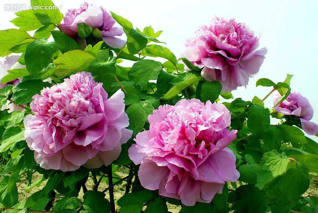 有望改变早前阵子财运闭塞,发财受挡的现状,到时候运势逆袭,招财纳福