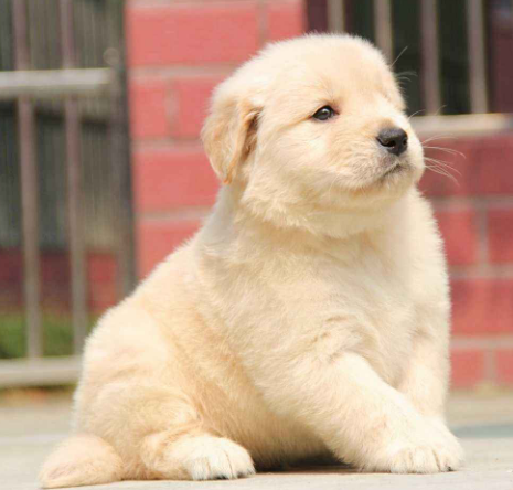 9只小奶狗一排吃饭,瞬间感觉被治愈了,这也太可爱了吧!