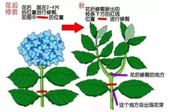 绣球花的修剪方法图解六个要点让绣球花更美花开更艳
