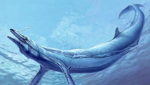 霍夫曼沧龙遇见虎鲸群会怎样?大数据分析告诉你它们的对决多可怕