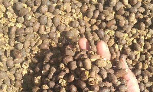 羊粪球可以养花吗?有什么好处?农家肥最适合植物的生长需求